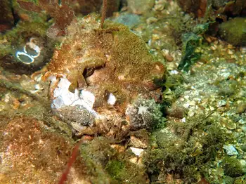 Barnacle Eating Nudibranch
