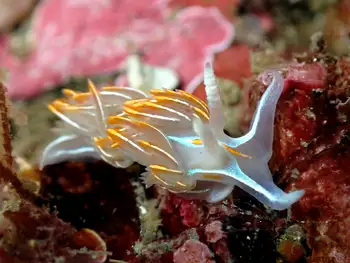 Horned Nudibranch
