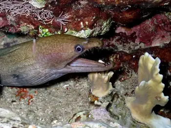 viper moray eel