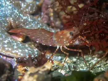 Coonstripe Shrimp