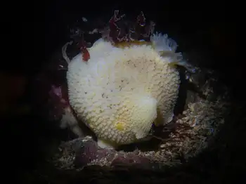 Noble Sea Lemon