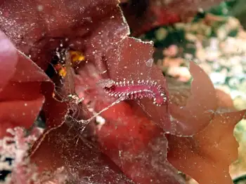 Bobbit Worm