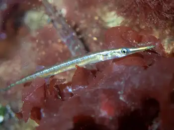 Tubesnout Fish