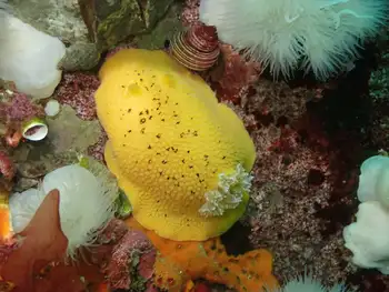 Noble Sea Lemon