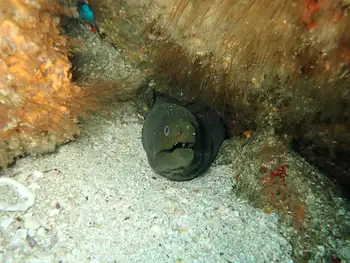 Panamic Moray Eel
