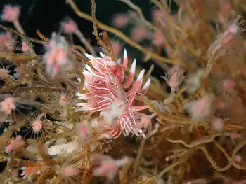british columbia aeolid