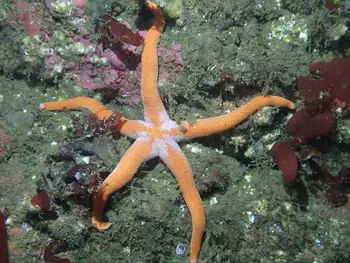 Armpit Blood Star