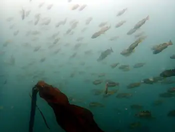 Black Rockfish