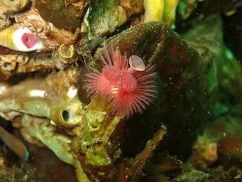 Red Trumpet Calcareous Tube Worm