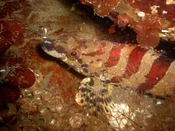 Painted Greenling