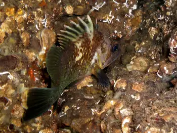 Quillback Rockfish