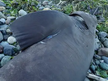 Bluntnose Sixgill Shark
