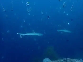 whitetip reef shark