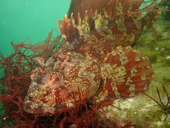 Cabezon Sculpin