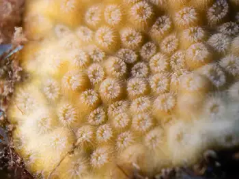 coral