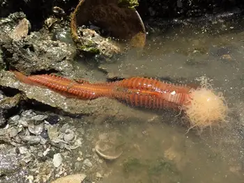 Curlyhead Spaghetti Worm