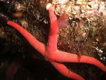 Fat Blood Star