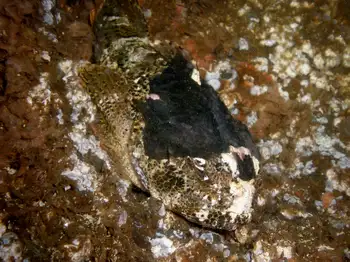 Buffalo Sculpin
