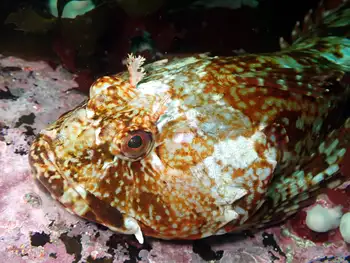Cabezon Sculpin