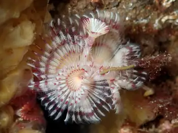 Red Trumpet Calcareous Tube Worm