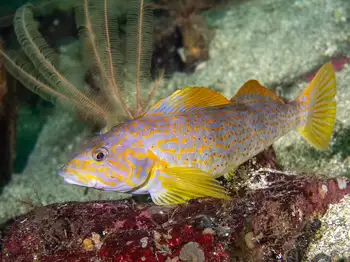 kelp greenling