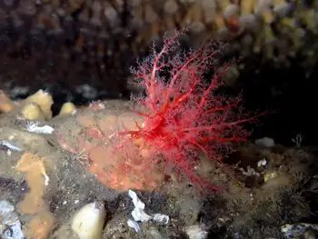 Red Creeping Pedal Sea Cucumber