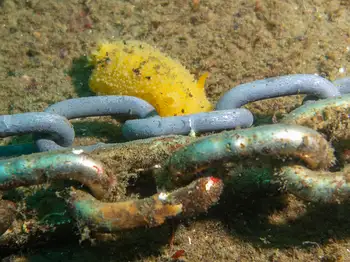 Monterey Sea Lemon