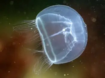 Water Jelly