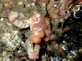 graceful decorator crab