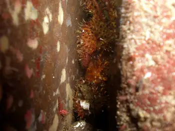 Spiny Lithoid Crab