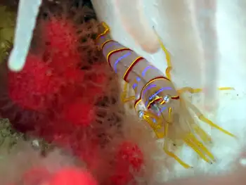 candy stripe shrimp
