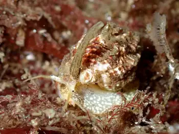 Snail