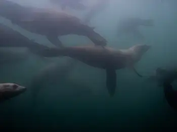 California Sea Lions