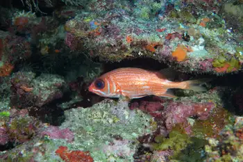 Longspine Squirrelfish