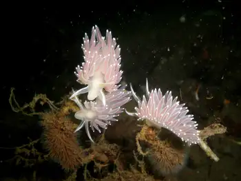 red flabellina nudibranch