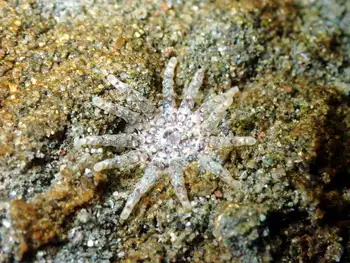 Ten Tentacled Burrowing Anemone