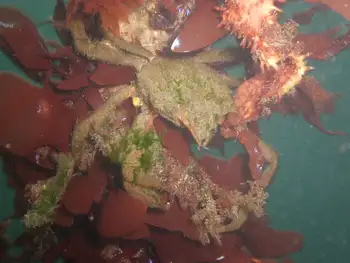 Northern Kelp Crab