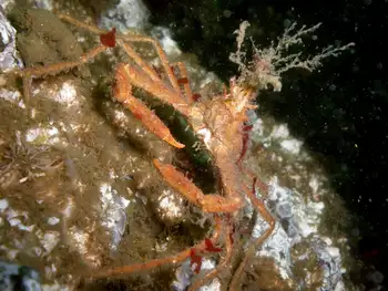 Graceful Decorator Crab