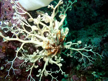 Pacific Basket Star