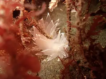 Alabaster Nudibranch