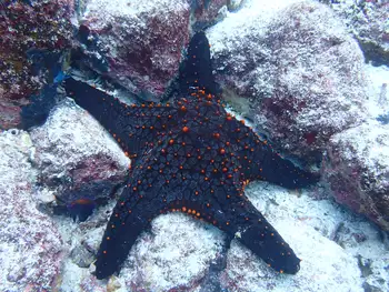 Panamic Cushion Star