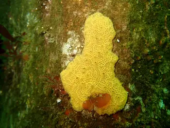 Tunicate