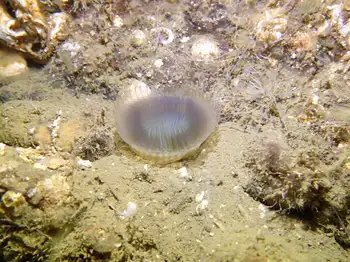 Slime Tube Feather Duster Worm