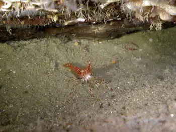 Coonstripe Shrimp
