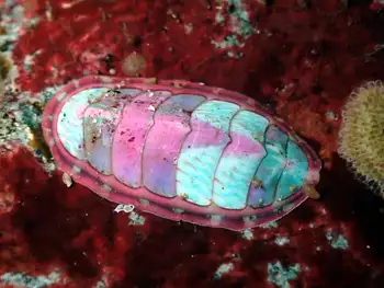 Chiton