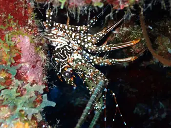 Spotted Spiny Lobster
