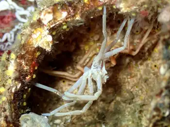 Giant Sea Spider