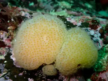 Sponge