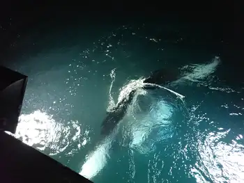 Reef Manta