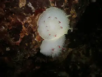 Nanaimo Nudibranchs